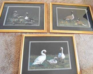 waterfowl pictures 