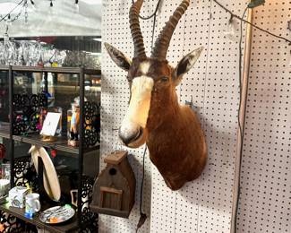 This is a c.2003, Blesbok Antelope, from South Africa. (Proceeds for this mount will go to IVY ACADEMY, Soddy Daisy, TN.)  NO DISCOUNT ON MOUNTS