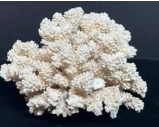 More Coral