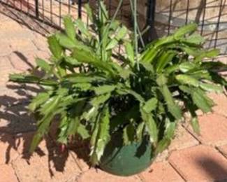 Hanging Plant