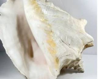 Large CONCH shell