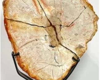 Petrified Wood