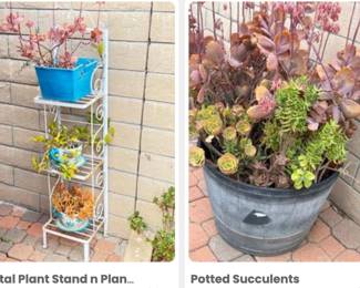 Potted Plants