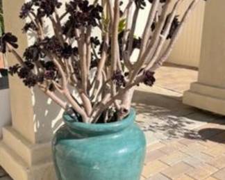 Large Succulent in Glazed Terra Cotta