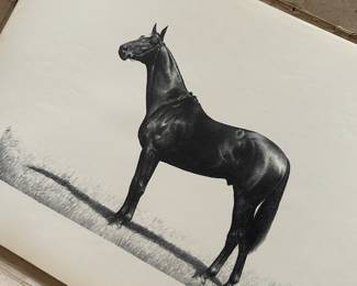 A STUNNING portfolio of C.W. Anderson Thoroughbred Race Horses! 1948! COMPLETE! 