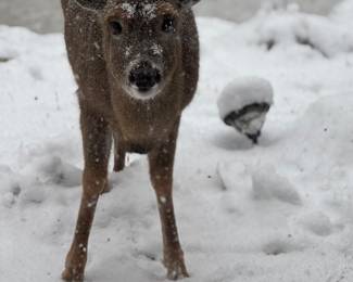 The deer that comes to visit.  She is not for sale but loves corn.