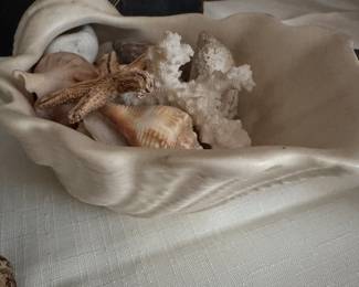 SEASHELLS AND CORAL 