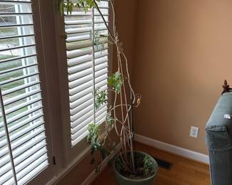 C40 - $25.  Potted plant in need of some TLC.  Just over 5' Tall