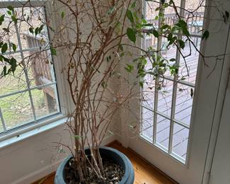 C22- $40 . Ficus Tree She needs a bit of TLC for her 9' leafy figure. Over 30 years old and survived several moves!