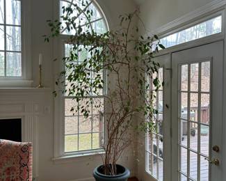 C22- $40 . Ficus Tree She needs a bit of TLC for her 9' leafy figure. Over 30 years old and survived several moves!