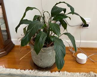 C8 - $10.  Potted Peace Lily - just needs a little love!