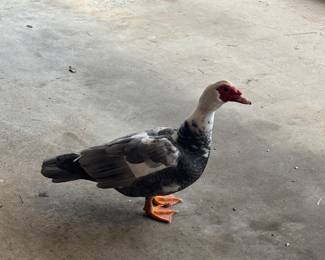 CAUTION  GOOSE CROSSING