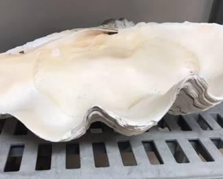 2' Large Natural Seashell Clamshell