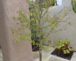 Tall potted shrub.