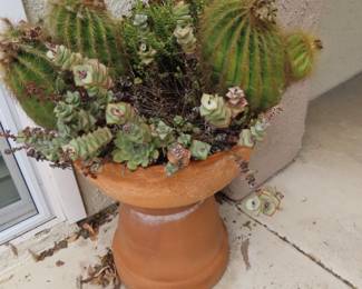 Large potted cactus.