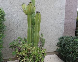 Large potted cactus.