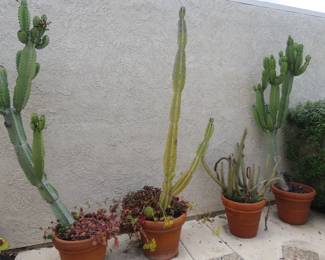 Large potted cactus.