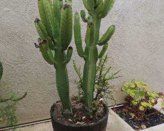 Large potted cactus.