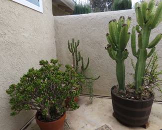Large potted cactus.