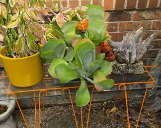 Table - Plants