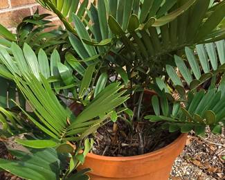 Large Plant