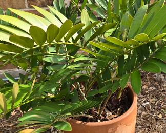 Large Plant 