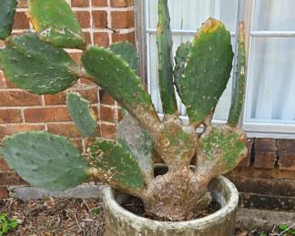 Large Cactus 