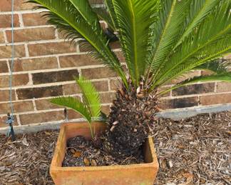 Sego Palm Tree