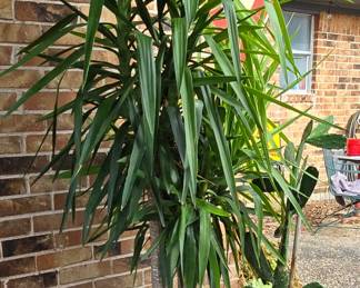 Large Plant - They are everywhere 
