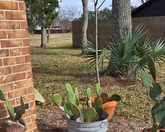 Variety of Cactus 