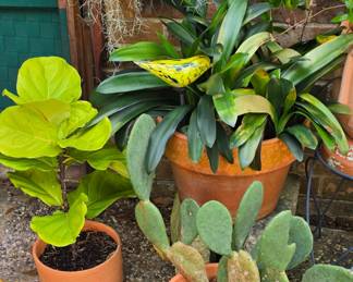 More Plants- He loved his plants!