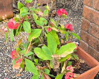 Large Blooming Plant