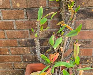 Cactus Plant