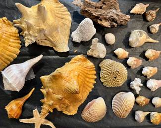 Seashells