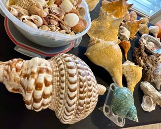 Seashells
