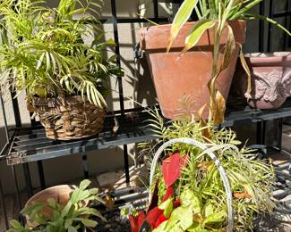 Plants