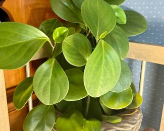 Live Houseplants
