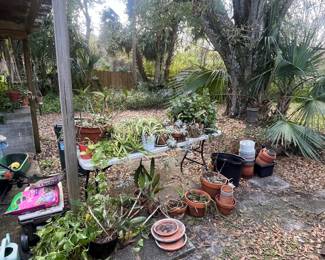 Live plants