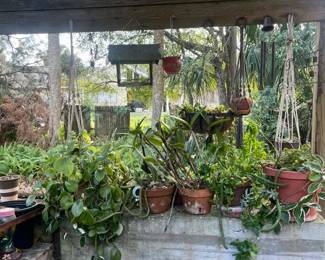 Live plants