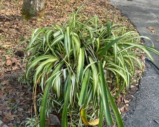Live plants