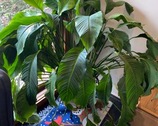 Large peace lily plant