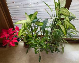 Beautiful assortment of house plants