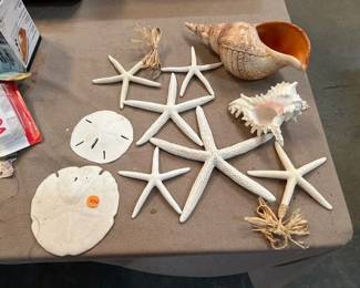 SEASHELLS LOT