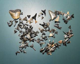 Shark Teeth