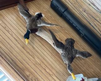 TAXIDERMY DUCKS