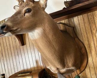 DEER HEAD ON MOUNT