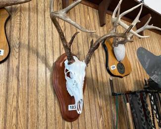 DEER SKULL AND ANTLERS