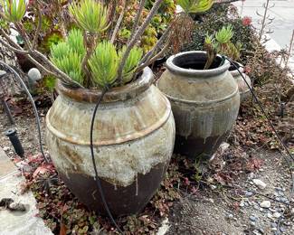 Beautiful succulents everywhere!