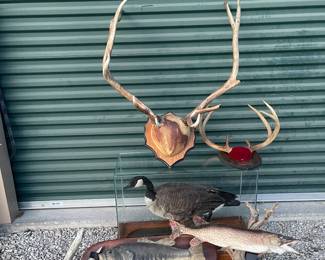 TAXIDERMY 