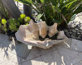 Giant specimen Clam Shell